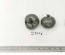 Click for 1 image(s) for this accession. FRUIT
